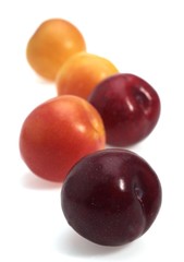 Red and Yellow Plums against White Background