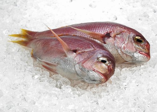 Red Sea Bream, pagellus bogaraveo, Fresh Fishes on Ice
