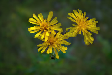 Yellow wildflowers on a blurred natural background close-up.