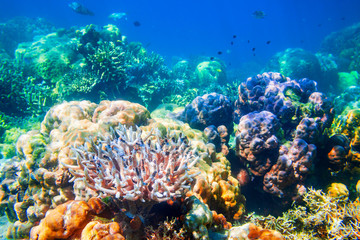 Fototapeta na wymiar Underwater coral reef tropical landscape