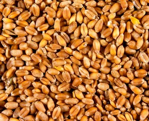 Wheat Seeds, triticum sp