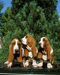 Basset Hound Dog