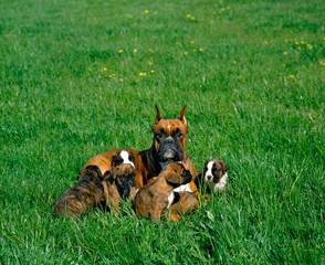 Naklejka na ściany i meble Boxer Dog, Mother and Puppies laying on Grass (Old Standard Breed with Cut Ears)