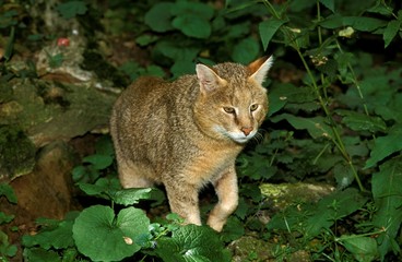 Jungle Cat, felis chaus