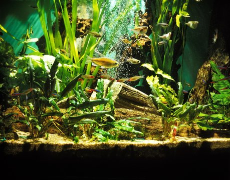 Fishes in Fresh Water Aquarium