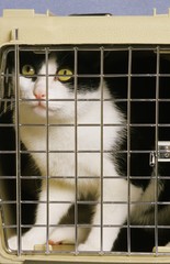 Domestic Cat standing in its Cat Carry Case
