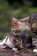 American Wirehair Domestic Cat, Mother and Kitten