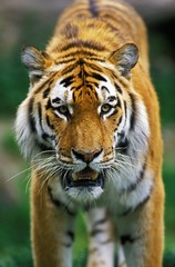 Siberian Tiger, panthera tigris altaica