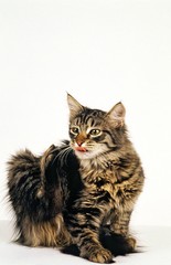 Fototapeta na wymiar Siberian Domestic Cat Scratching