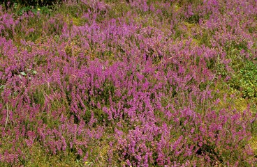 Obraz premium Landscape with Heathers, Sologne in France