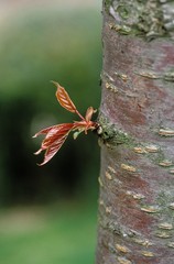 Bud on Cherry Tree Called Bigarreau Napoleon, prunus cerasus