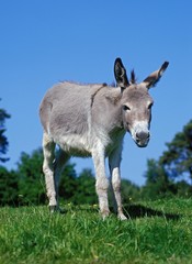 Naklejka na ściany i meble Grey Domestic Donkey, a French Breed