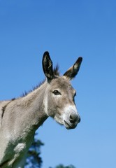 Portrait of Grey Domestic Donkey, a French Breed