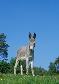 Grey Domestic Donkey, a French Breed