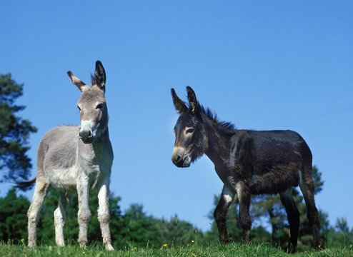 Domestic Donkey and Grey Donkey