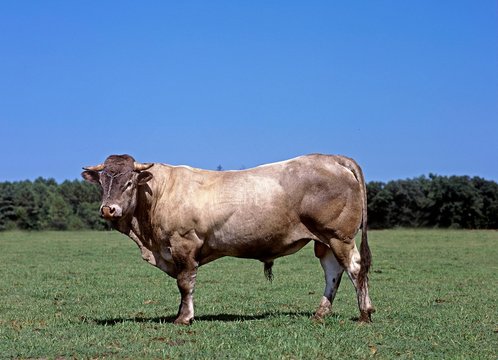 Bazadais Cattle, a French Breed, Bull