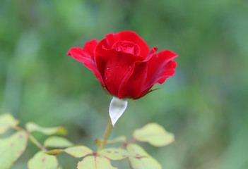 Red rose in the garden
