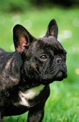 French Bulldog, Portrait of Dog