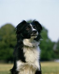 Border Collie Dog, Portrait