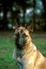 Malinois or Belgian Shepherd Dog, Portrait