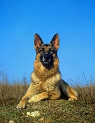 German Shepherd Dog, laying
