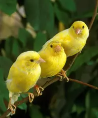 Fotobehang Yellow Canaries, serinus canaria, standing on Branch © slowmotiongli