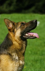 German Shepherd Dog, Portrait with Tongue out