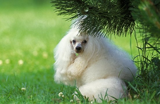 White Standard Poodle laying on Grass