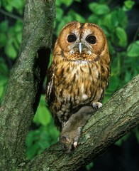 Eurasian Tawny Owl, strix aluco with a Prey, a house mouse in its Claws