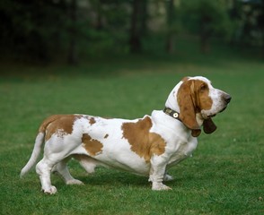 Basset Hound Dog