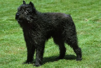 Belgian Cattle Dog or Flandres Cattle Dog (Old Standard Breed with Cut Ears)