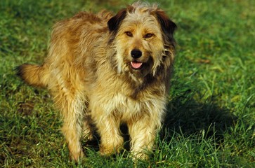 Female Dog standing on Grass