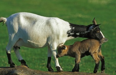 Fototapeta premium Domestic Goat with Kid