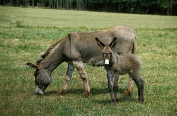 Fototapeta premium Grey Domestic Donkey, a French Breed, Mother and Foal