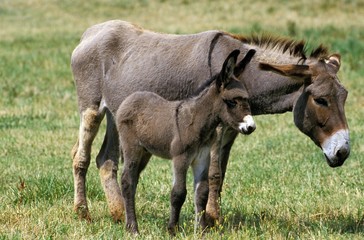 Grey Domestic Donkey, a French Breed, Mother and Foal