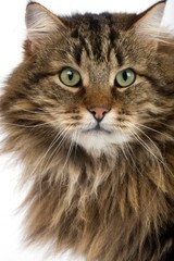 Angora Domestic Cat, Portrait of Male against White Background