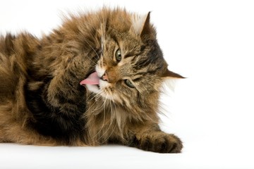 Angora Domestic Cat, Male licking its Paw against White Background
