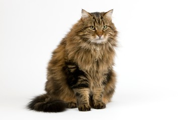Angora Domestic Cat, Male sitting against White Background