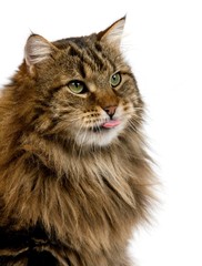 Angora Domestic Cat, Portrait of Male with Tongue out against White Background