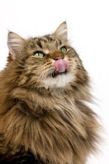 Angora Domestic Cat, Male licking its Nose against White Background