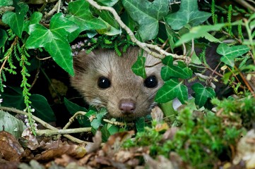 Stone Marten or Beech Marten, martes foina, Camouflaged, Normandy