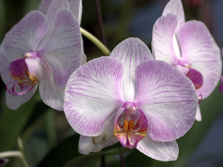 Fototapeta na wymiar Fanelosias Orquídeas 