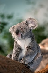 Koala, phascolarctos cinereus, Female standing on Branch