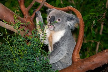 Koala, phascolarctos cinereus, Male eating Leaves of Eucalyptus