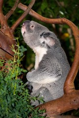 Koala, phascolarctos cinereus, Male calling