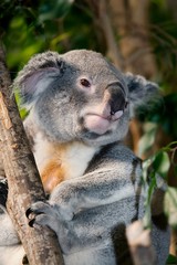 Koala, phascolarctos cinereus, Male standing on Branch