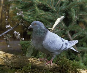 Blue Mondain Domestic Pigeon