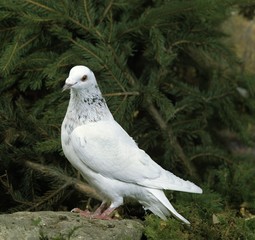 Dantzig Flying Domestic Pigeon