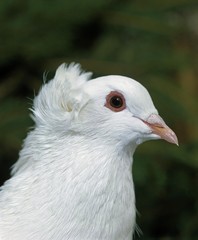Portrait of Montauban Domestic Pigeon