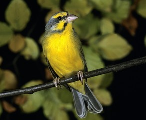 Yellow Fronted Canary, serinus mozambicus, Adult standing on Branch